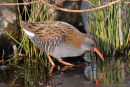 07-6111 Water Rail (Rallus aquaticus)